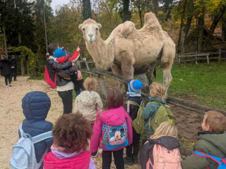 saint-félix alby chameau