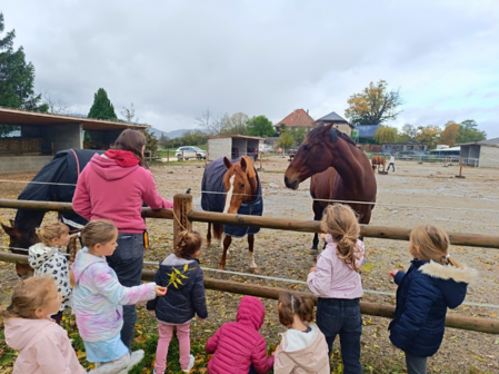 île aux loisirs sales chevaux
